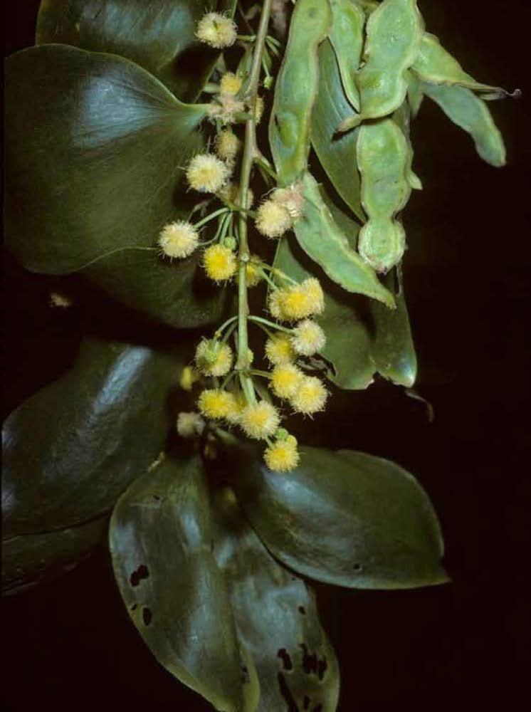 Acacia simplex image