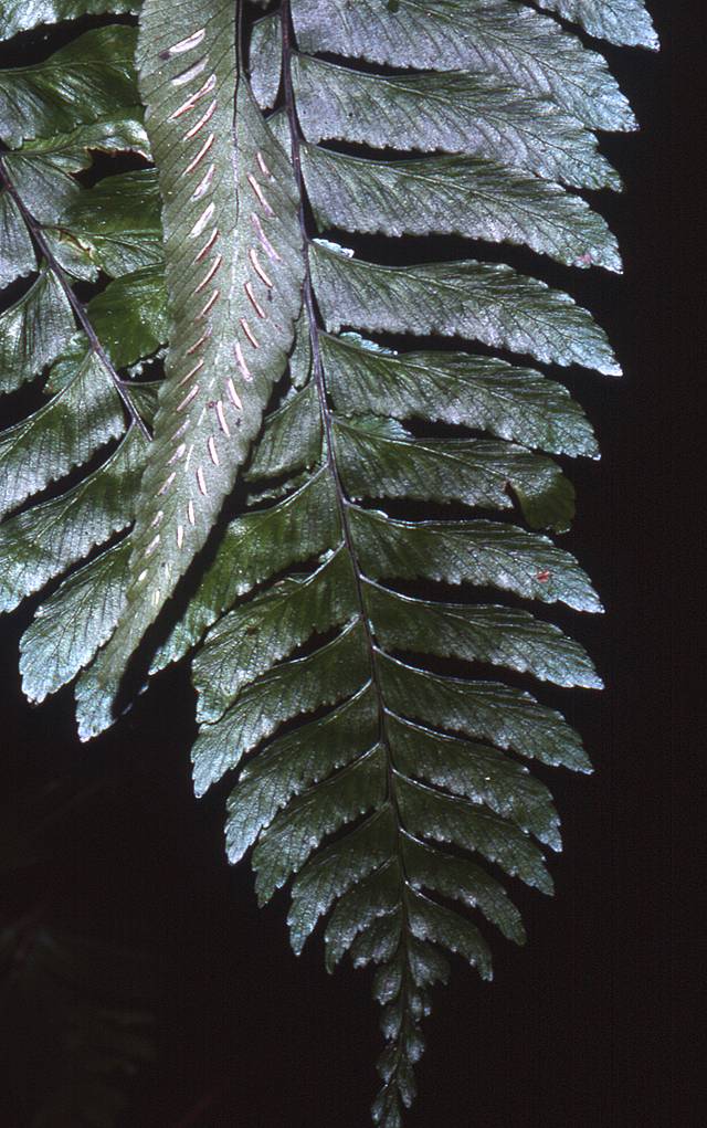 Aspleniaceae image