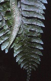 Image of Asplenium excisum