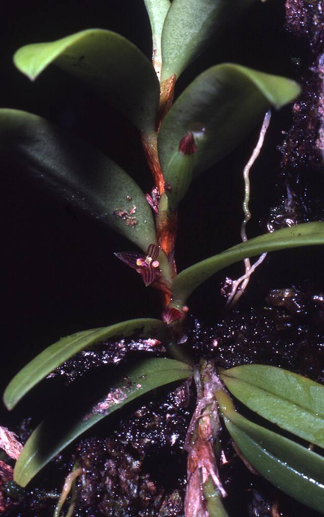Bulbophyllum betchei image