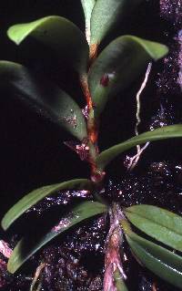 Image of Bulbophyllum betchei