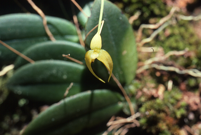 Bulbophyllum distichobulbum image