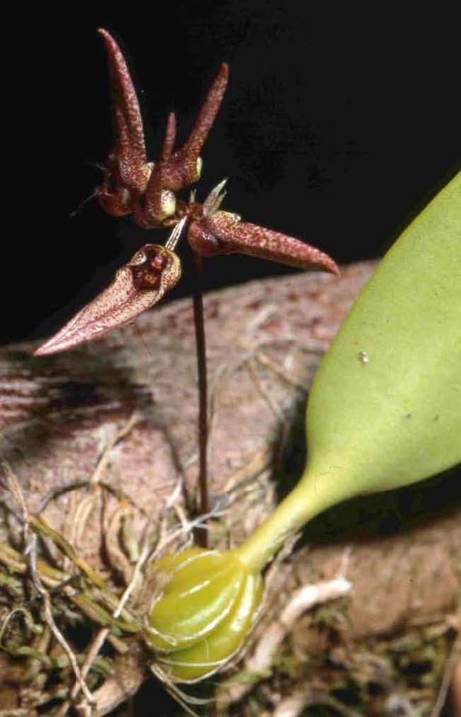 Bulbophyllum longiflorum image