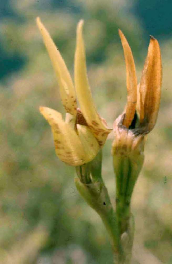 Bulbophyllum pachyanthum image