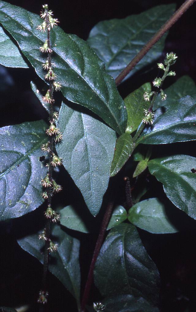 Amaranthaceae image