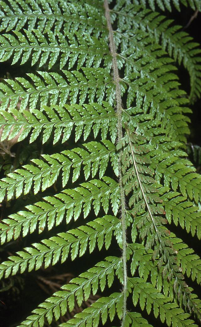 Polystichum aculeatum image